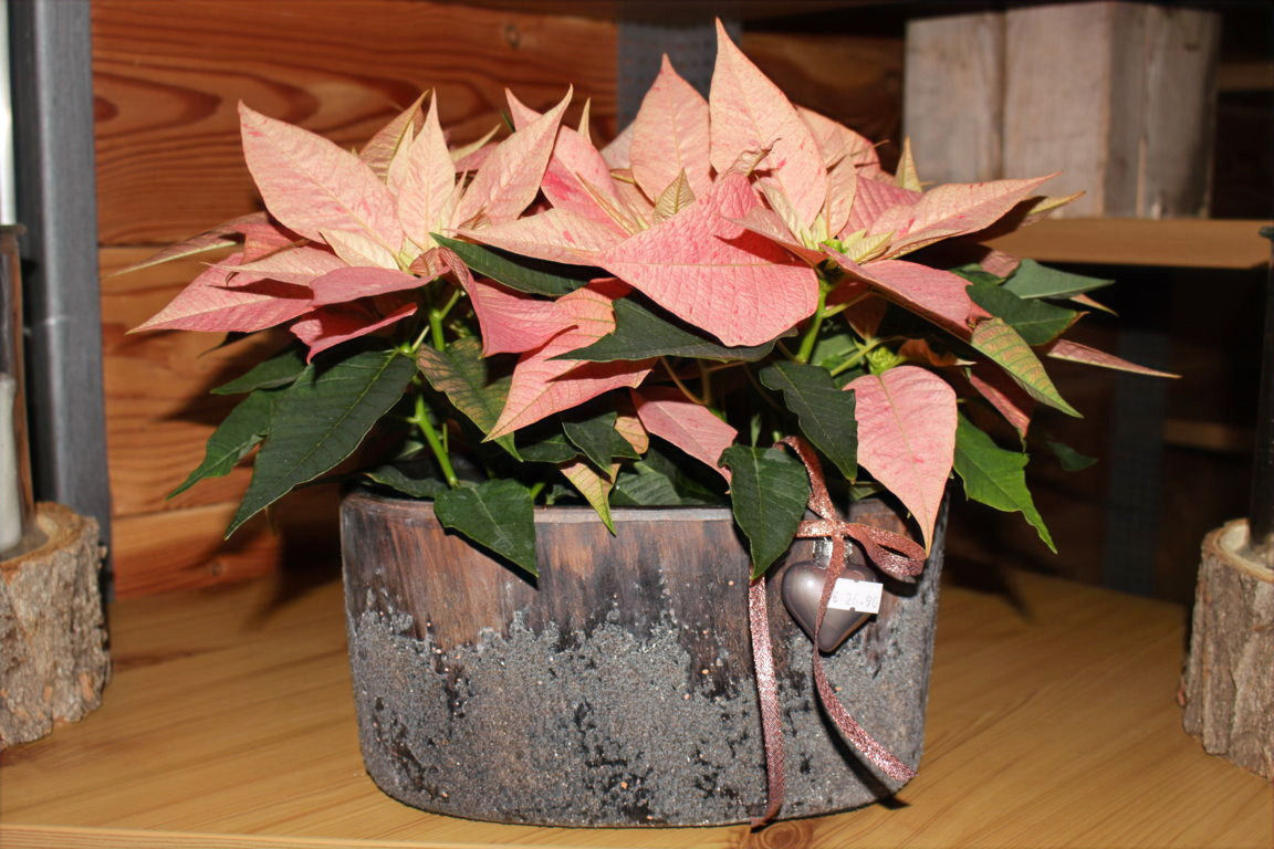 Stelle di Natale rosa salmone in vaso