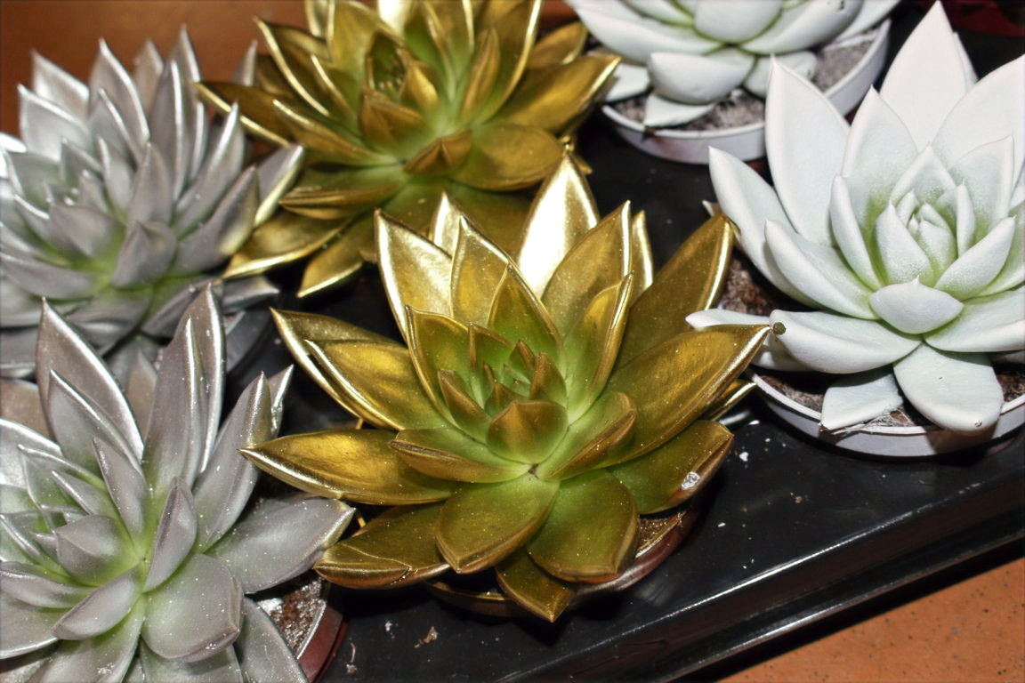 Echeveria miranda con colori natalizi
