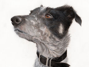 Lewis, the lurcher - part 2