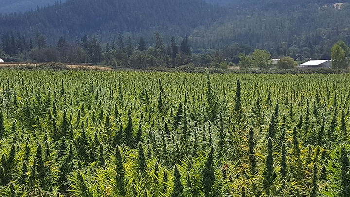 hemp filed.jpg