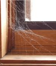 Spider web_edited.jpg