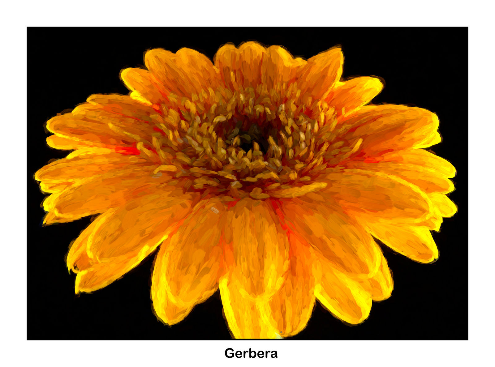 Gerbera VR 5