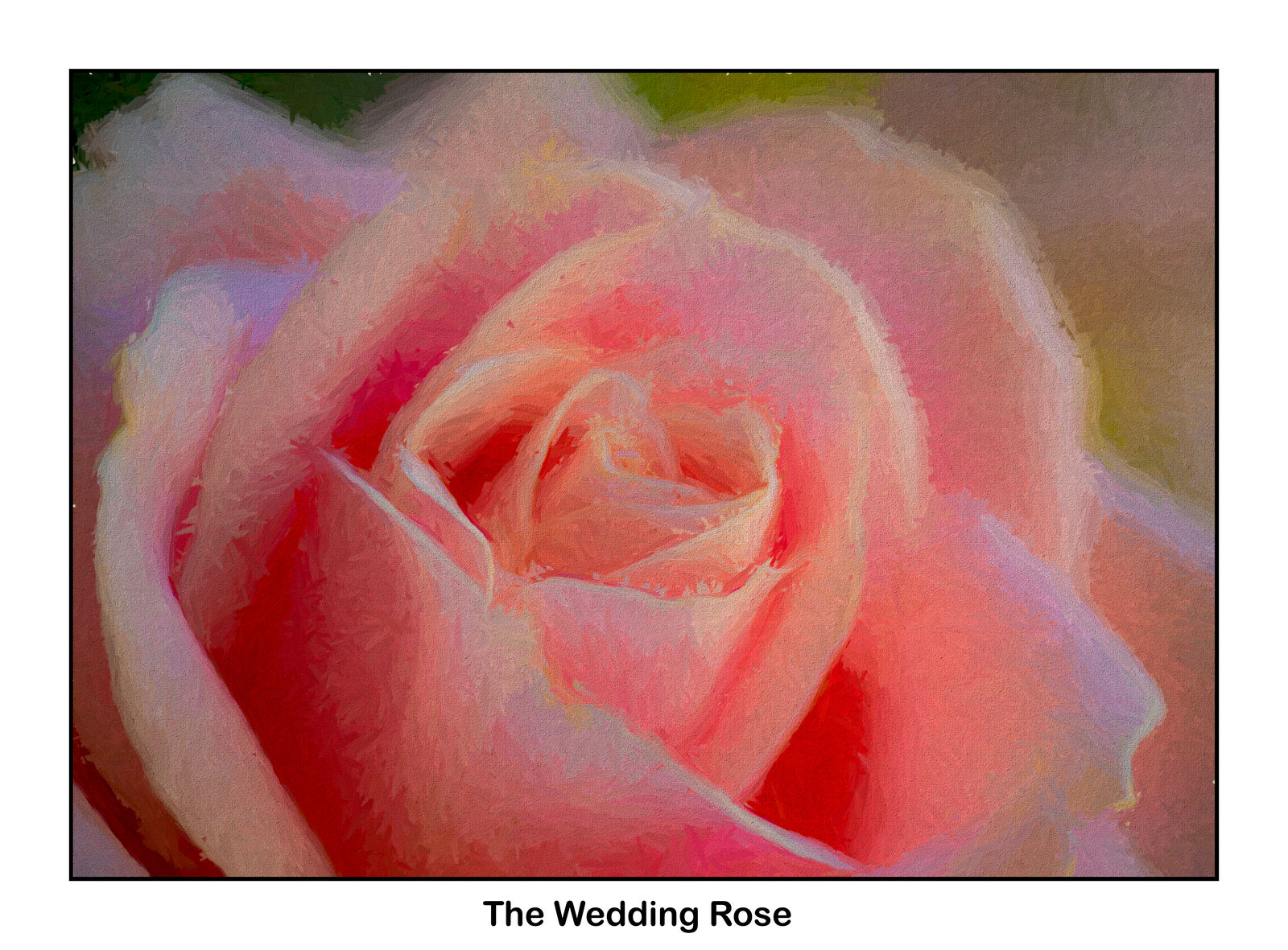 The wedding rose