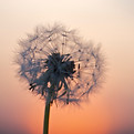 dandelion flower under golden hour_edited.jpg