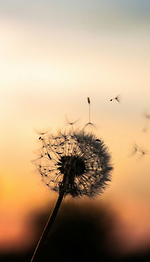 A dandelion blowing in the wind at sunse