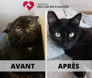 A La Rencontre De Sandrine Famille D Accueil Pour Chats Sauvages A La Rencontre De Sandrine Famille D Accueil Pour Chats Sauvages