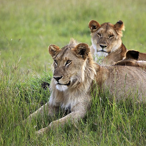 LUXURY SAFARI IN KENYA