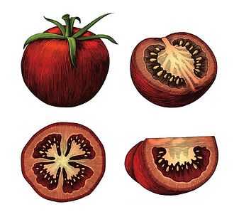 tomatoes-hand-draw-vintage-clip-art-isol
