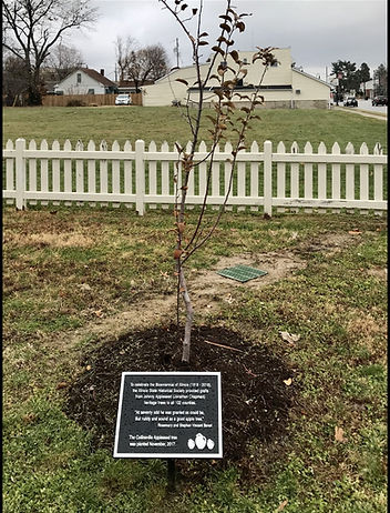 Tree 1 (1).jpg