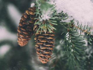 Winter Planting Season...