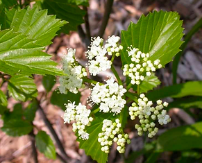 Viburnam Dentatum.png