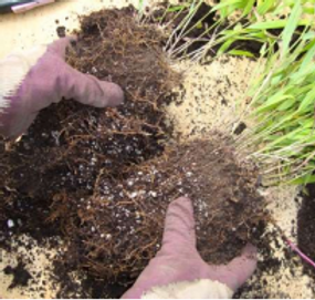 Propagating Perennials 1.png