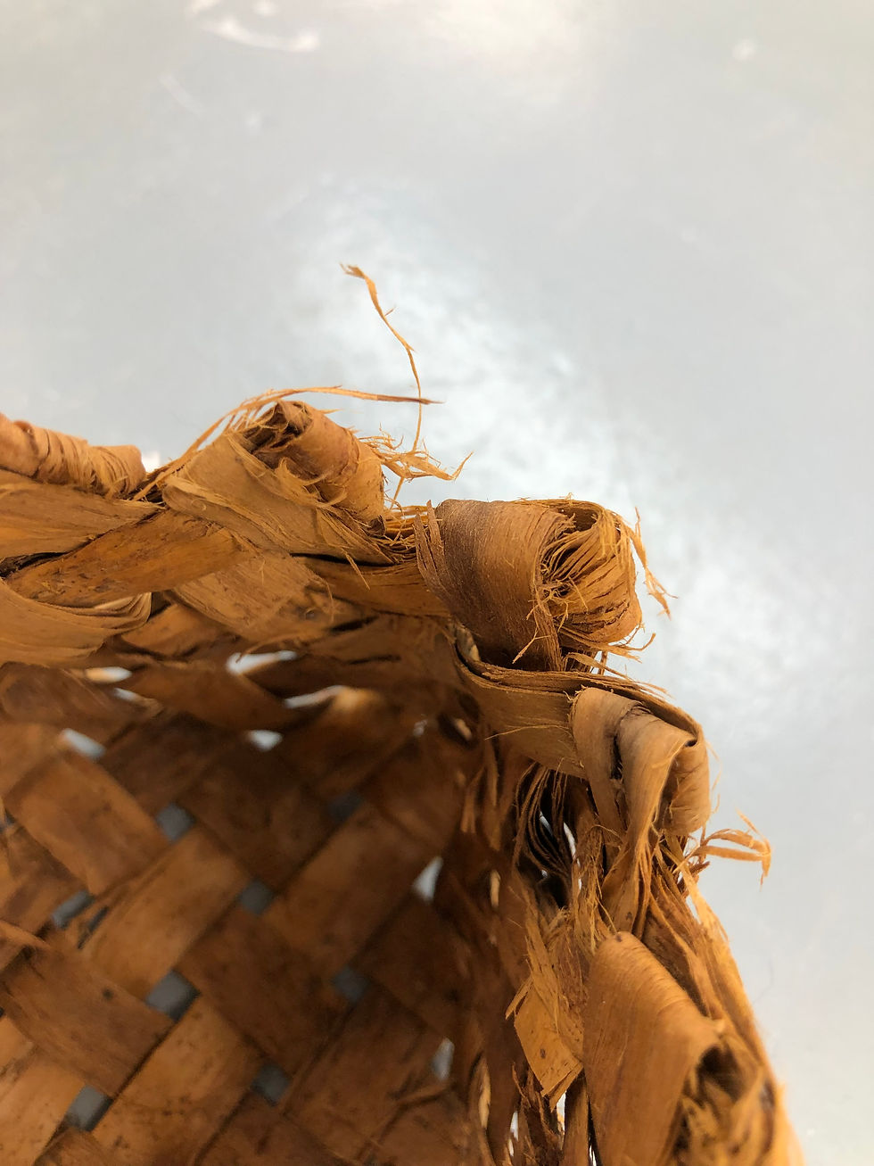 écorce de pommier, 2022.