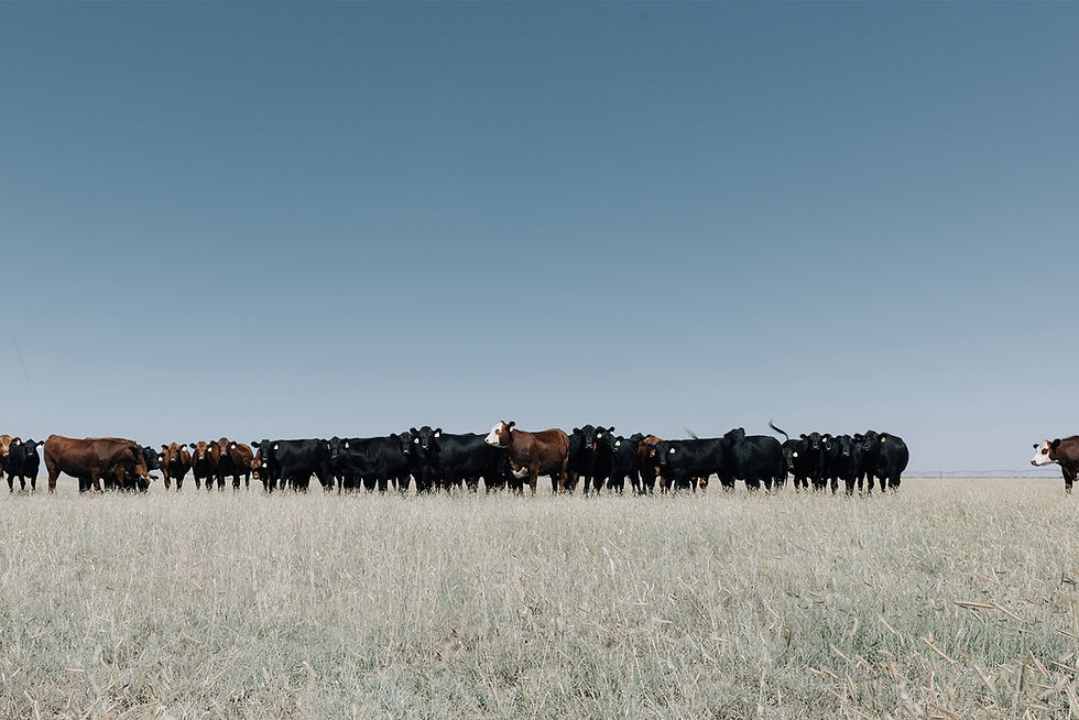 The Ribbonwire Ranch crew gathered around a water well, letting their horses drink after moving cattle on horseback to fresh pasture.