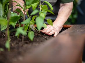 5 Ways to Use Biochar in a Raised Bed