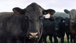 Why Traceability Matters in the Cattle Industry: Safeguarding Herds, Markets, and the Future