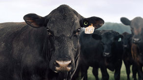 Why Traceability Matters in the Cattle Industry: Safeguarding Herds, Markets, and the Future