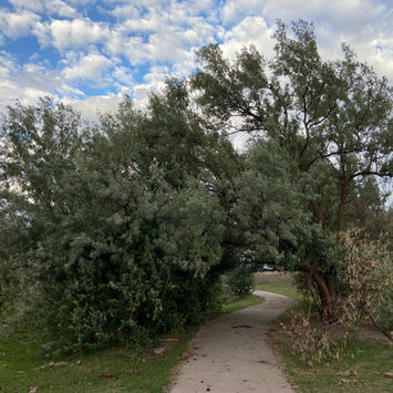 01 Tree Tunnel.jpeg