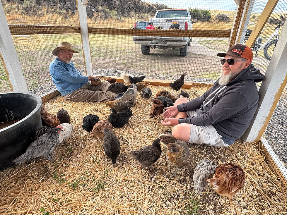 All the hens are very friendly no matter who comes into their pen.