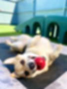 dog day care.jpg