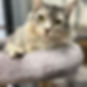 house_of_woof_cat_1.jpg
