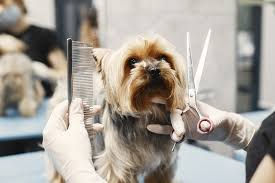 dog grooming 2.jpeg