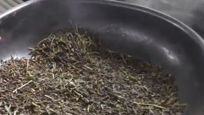 緑茶がほうじ茶に変身!