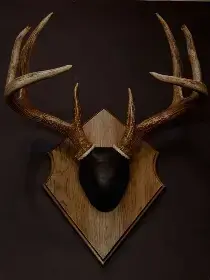 Antler Mount.webp