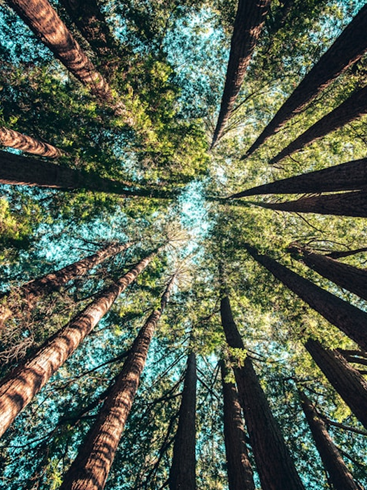 Looking up at tall redwood trees, reaching for the sunlight, forest canopy.