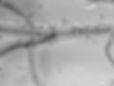plant-roots-with-fungi_edited.jpg