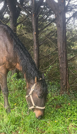 Cheval NLC HG