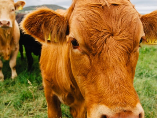 Irish Beef Farmers, Caught in a Trap?
