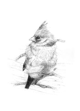 Red cardinal female ink drawing