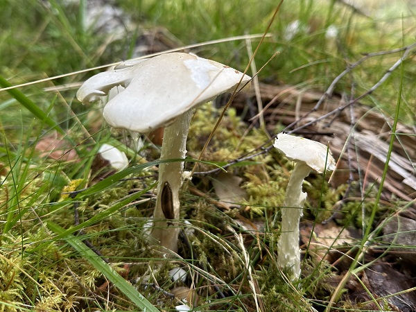 A few specimens of Destroying angel (Amanita virosa)
