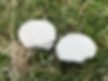 The flesh of Meadow puffball (Lycoperdon pratense)