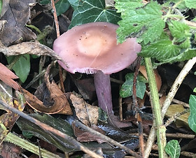 Sordid Blewit - Lepista sordida