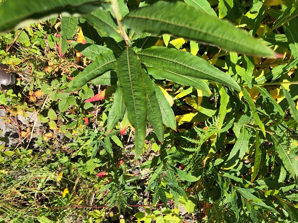 Sea Rocket (Cakile maritima) Leaves