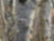 The trunk of damson (Prunus domestic spp. insititia)
