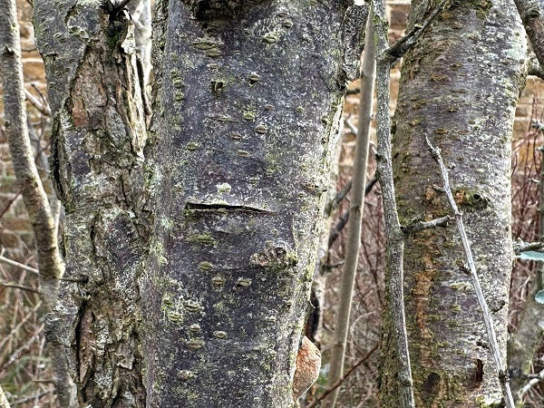 The trunk of damson (Prunus domestic spp. insititia)