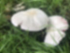 Field mushroom (Agaricus campestris) growing through grass