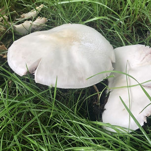 Field mushroom (Agaricus campestris)