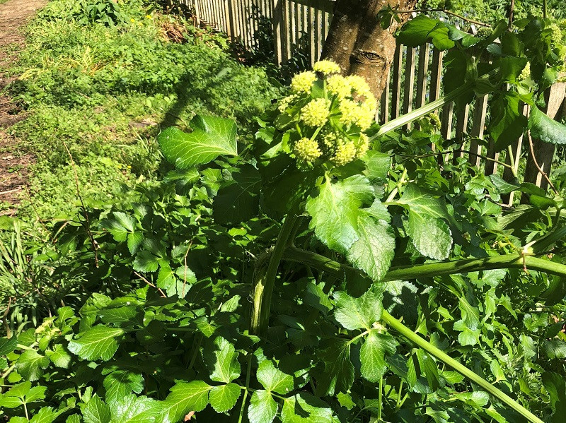 Foraging and identification of Alexanders (Smyrnium olusatrum)