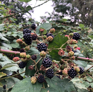 Blackberry - "Rubus fruticosus"