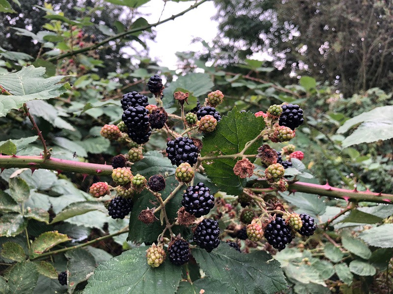 Foraging and identification of Blackberry (Rubus fruticosus)