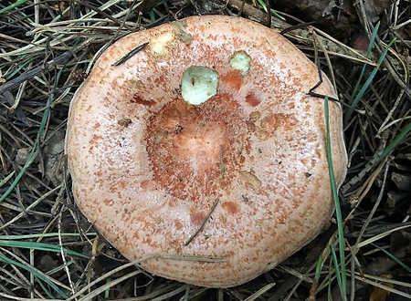 Saffron Milkcap - Lactarius deliciosus