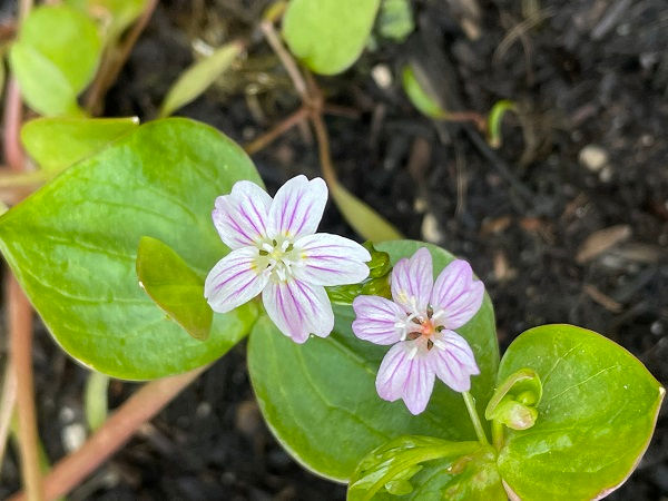 The flower of pink purslane (Claytonia sibirica)
