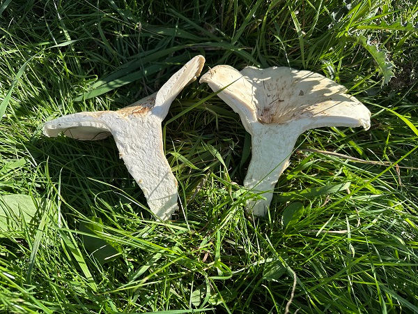 The flesh of Giant funnel (Aspropaxillus giganteus)