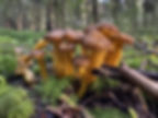 Winter chanterelles (Craterellus tubaeformis) on a woodland floor