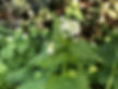 Hedge garlic