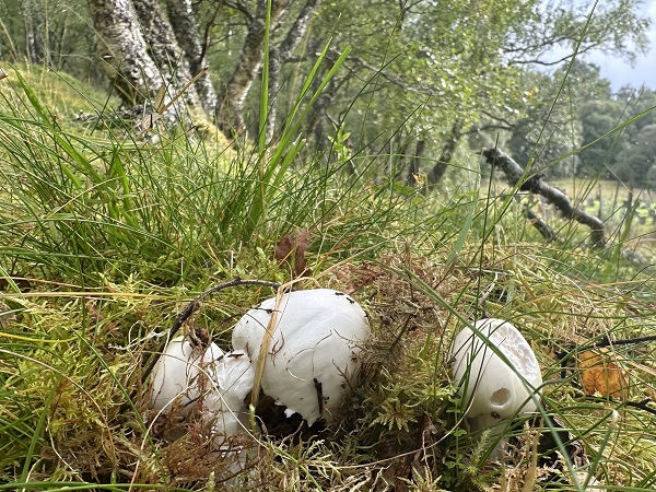 Destroying angel (Amanita virosa) mushrooms growing through moss with birch trees in the background
